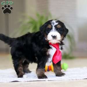 Chico, Mini Bernedoodle Puppy